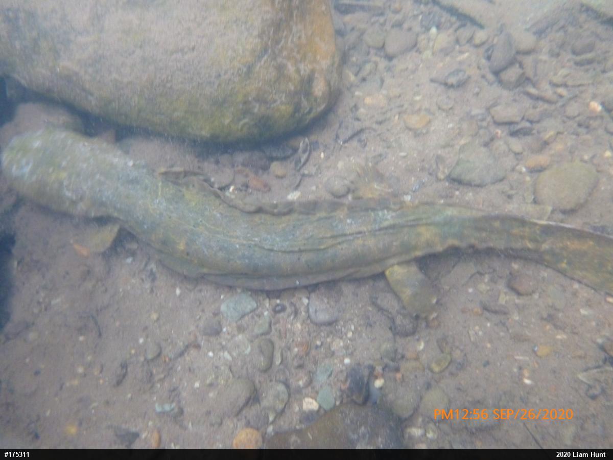 Eastern Hellbender