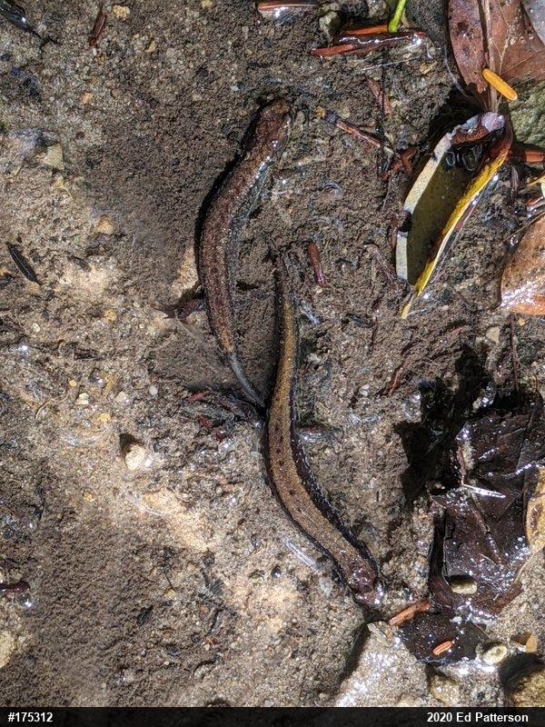 Allegheny Mountain Dusky Salamander