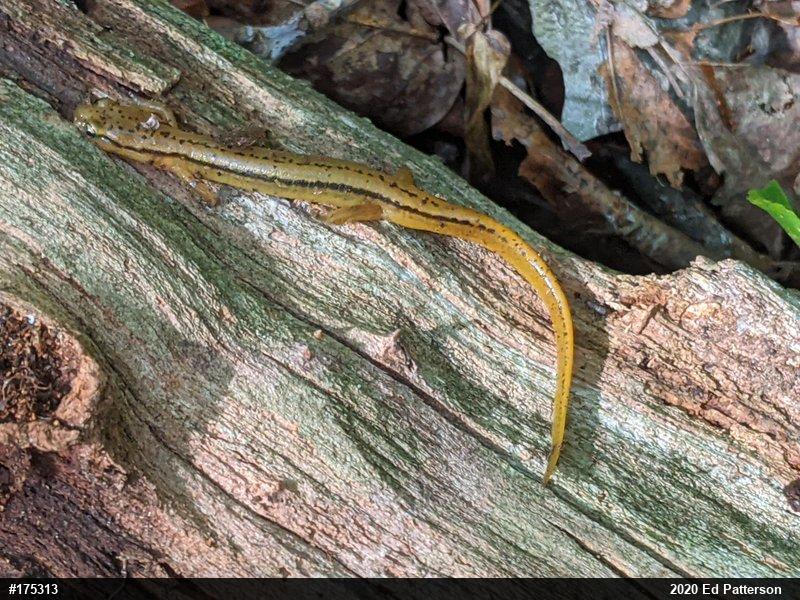 Northern Two-lined Salamander