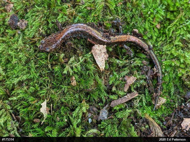 Eastern Red-backed  Salamander