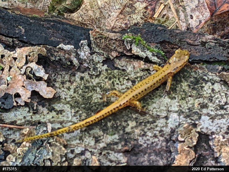 Eastern Long-tailed Salamander