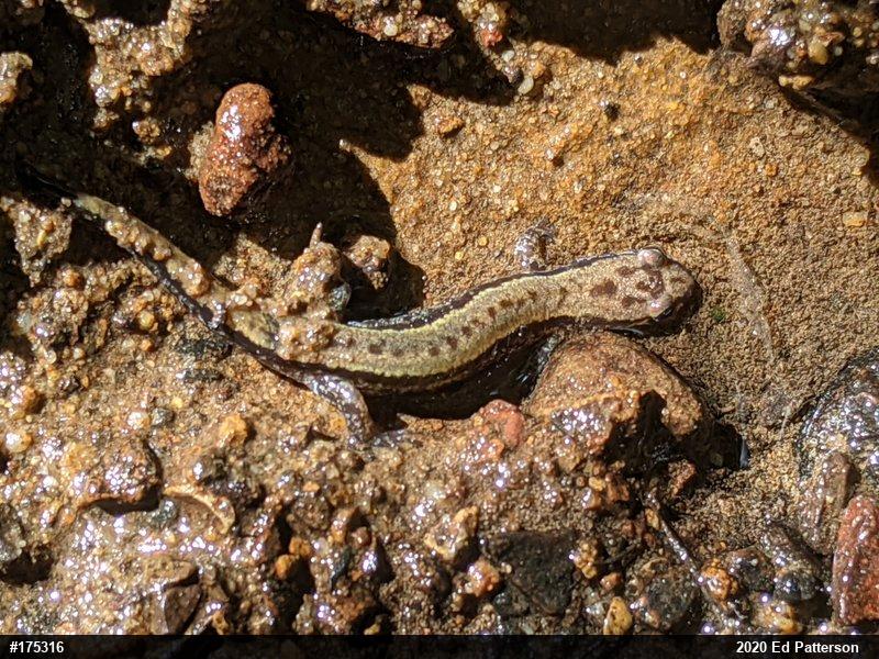 Allegheny Mountain Dusky Salamander