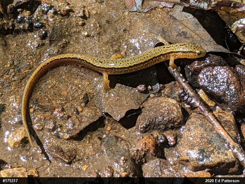 Northern Two-lined Salamander
