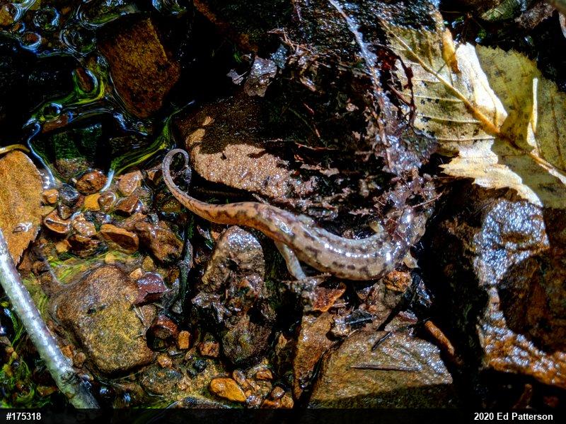Seal Salamander