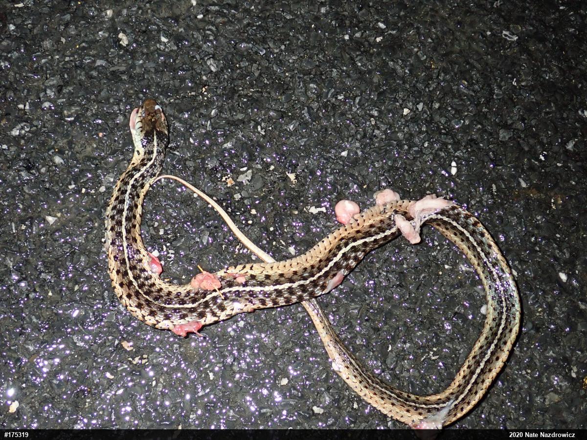 Eastern Gartersnake