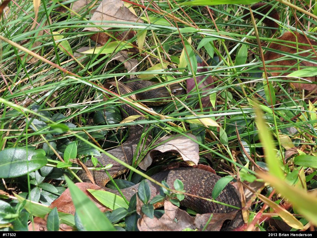 Northern Watersnake