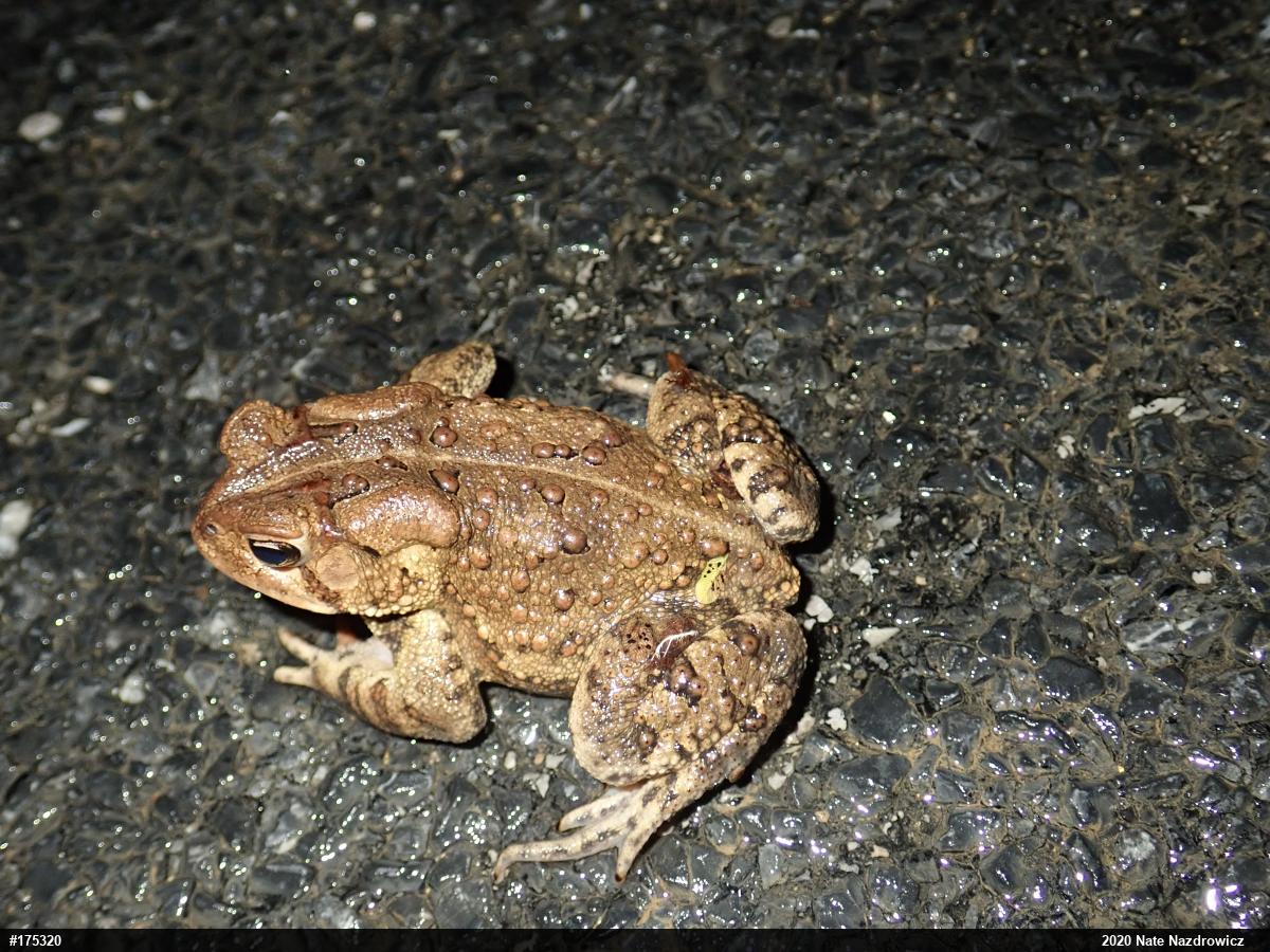 Eastern American Toad