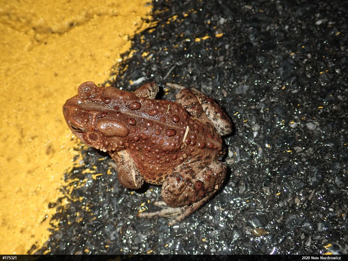 Eastern American Toad