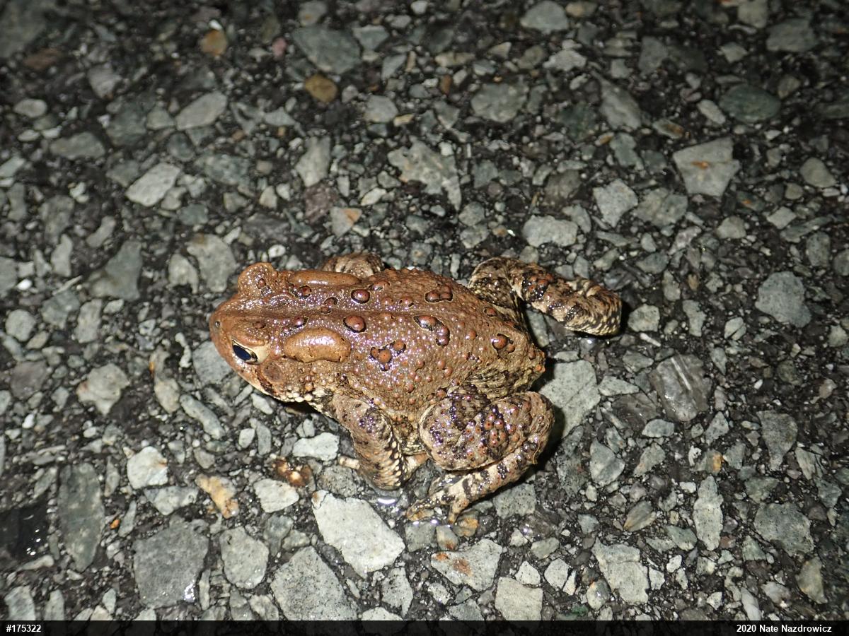 Eastern American Toad