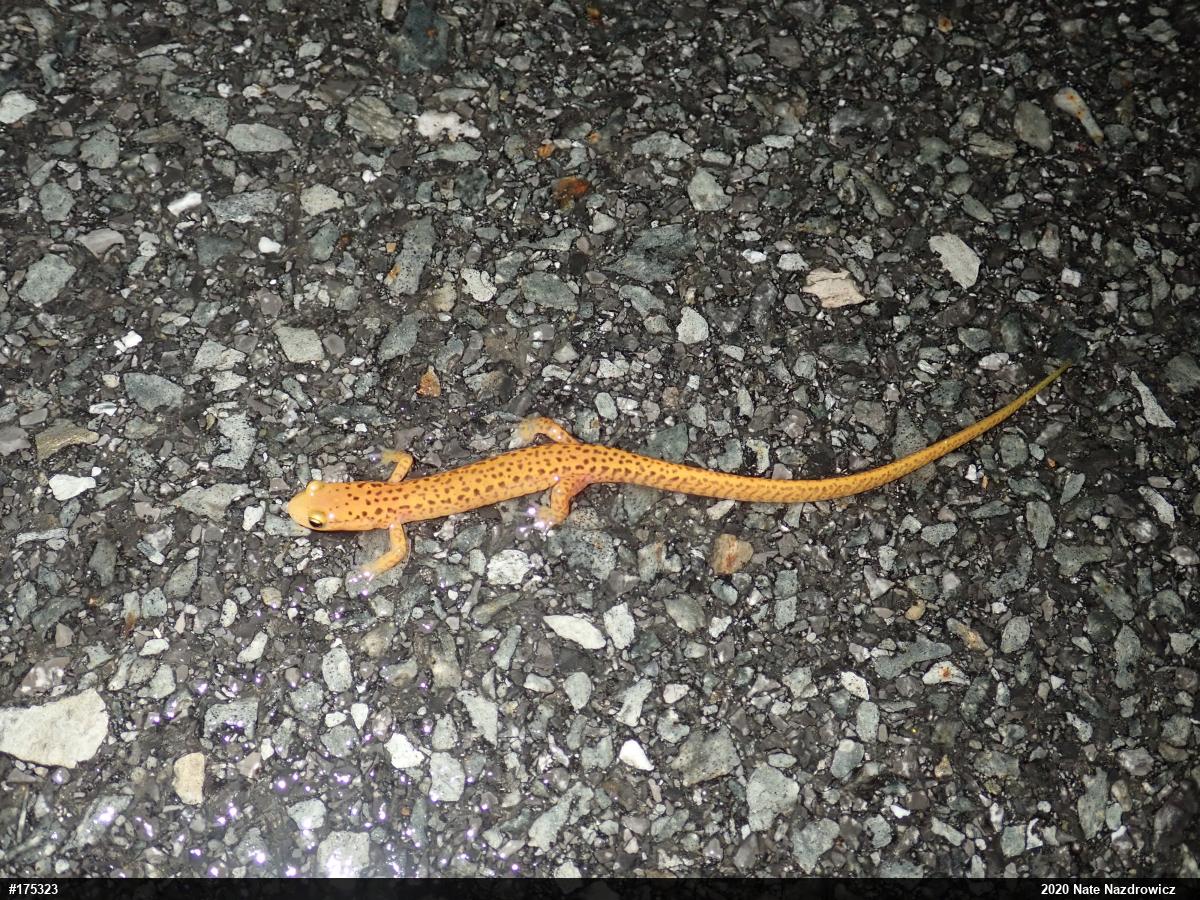 Eastern Long-tailed Salamander