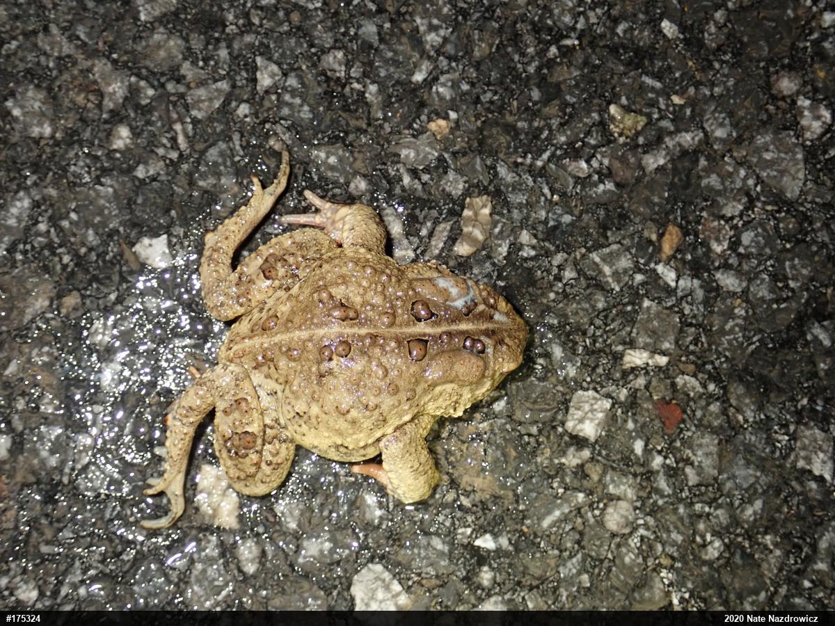 Eastern American Toad