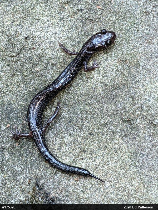 Valley And Ridge Salamander