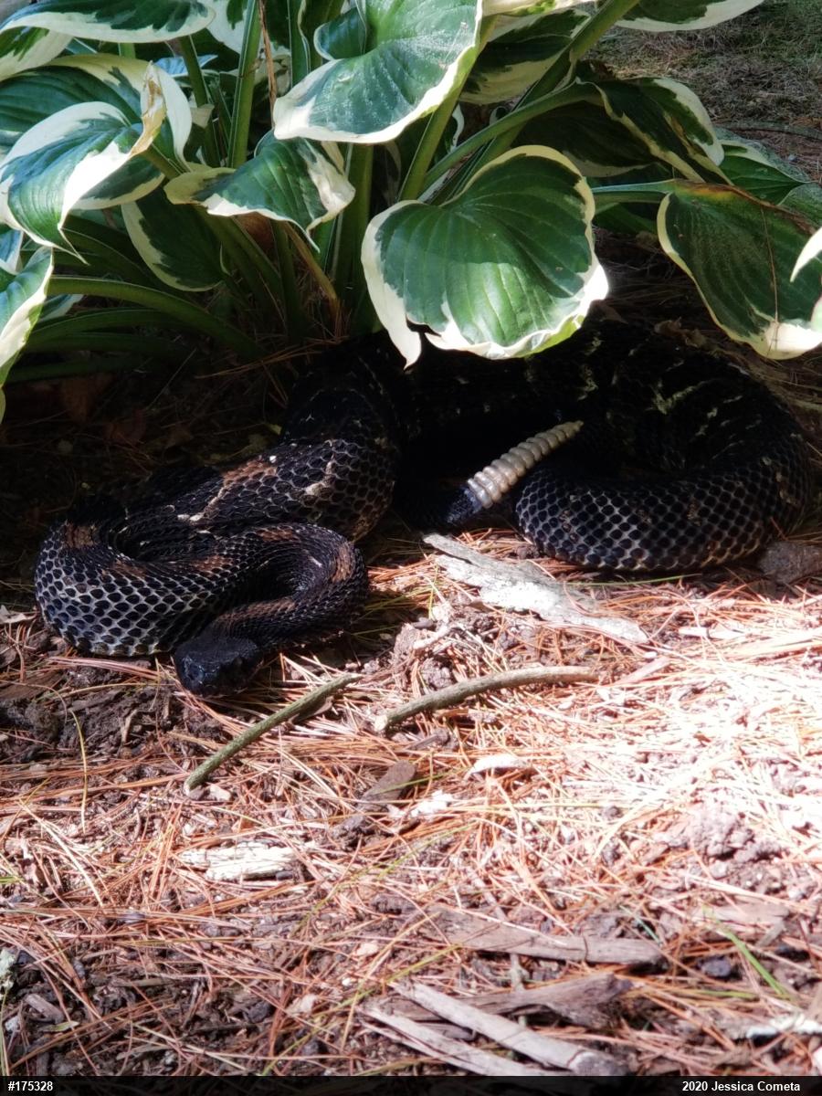 Timber Rattlesnake