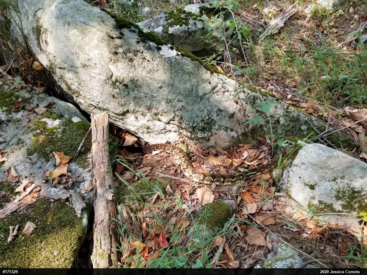 Timber Rattlesnake