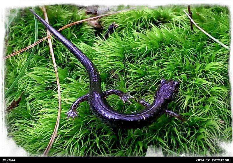 Valley And Ridge Salamander