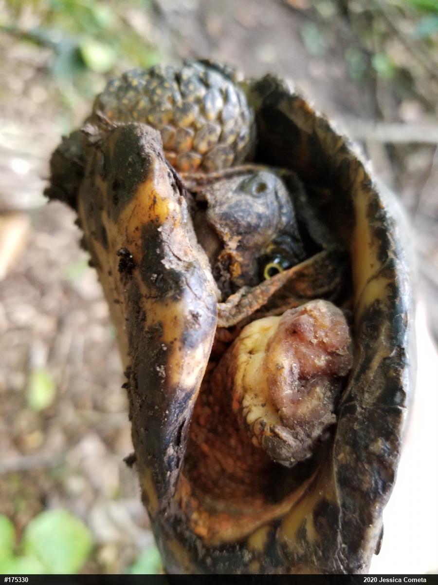 Wood Turtle