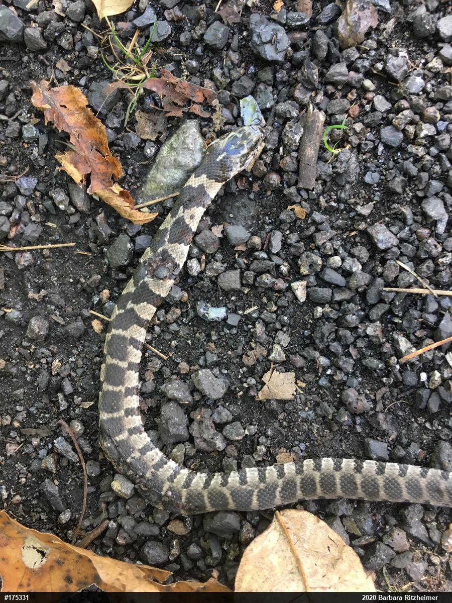 Northern Watersnake