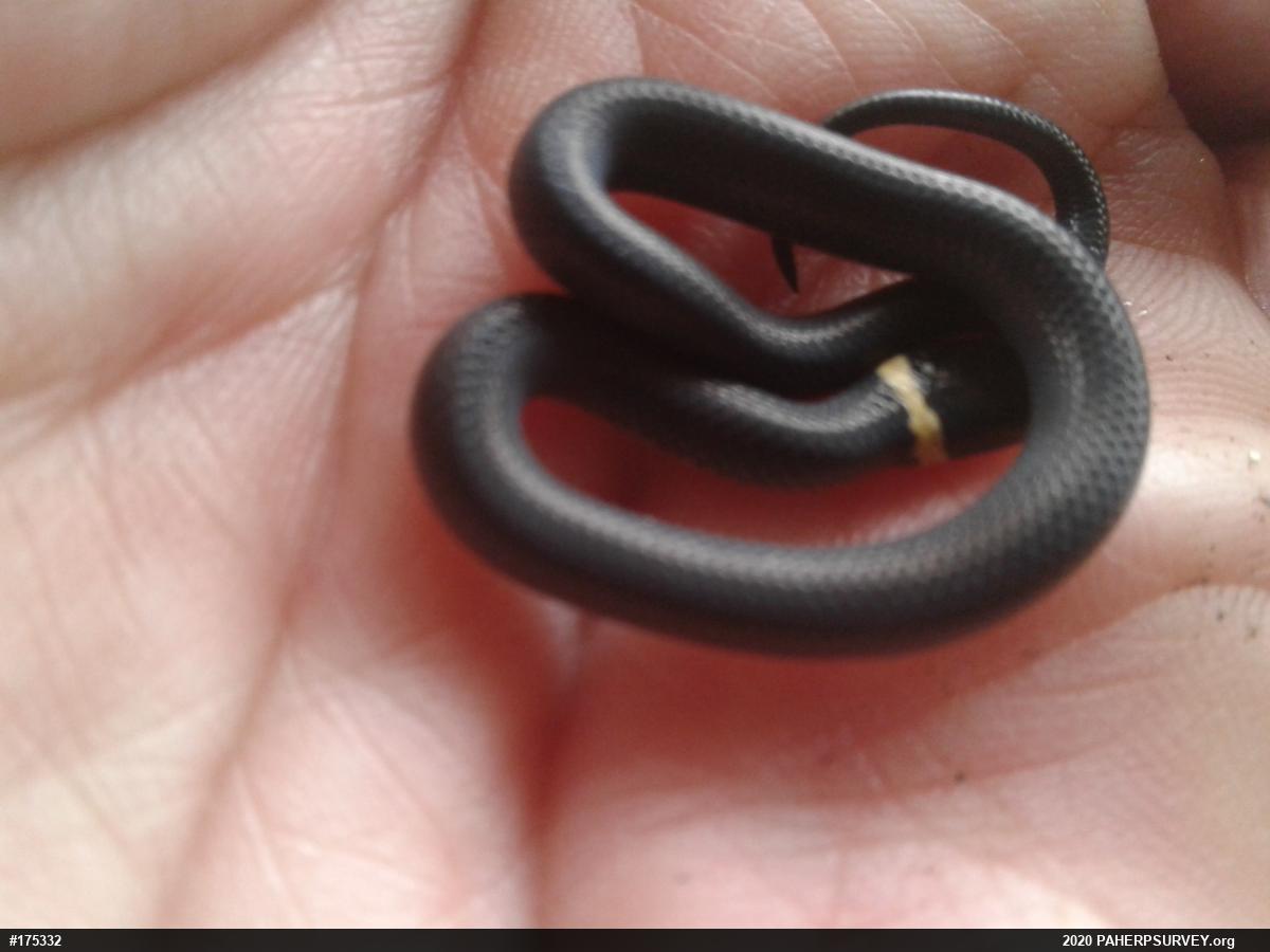 Northern Ring-necked Snake