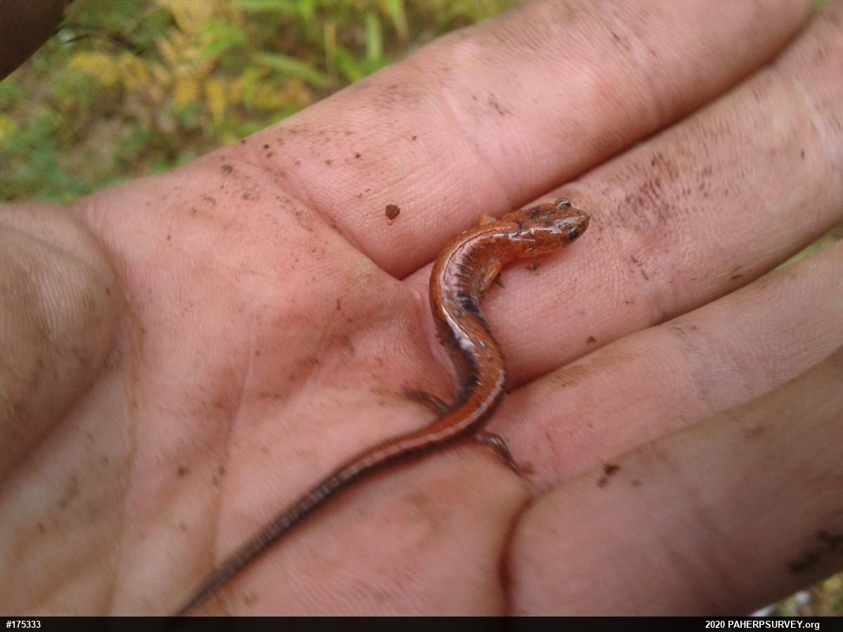 Eastern Red-backed  Salamander