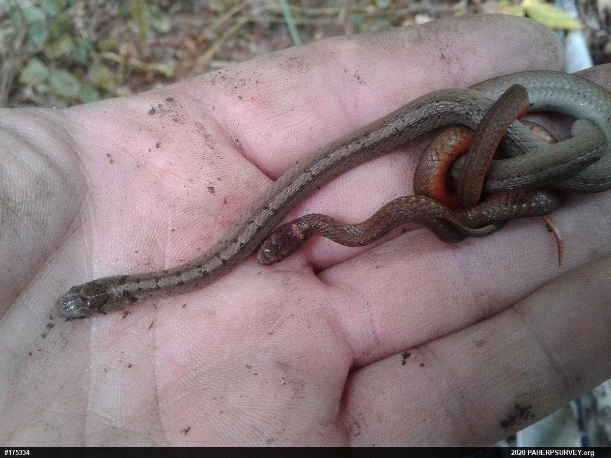 Dekay's Brownsnake