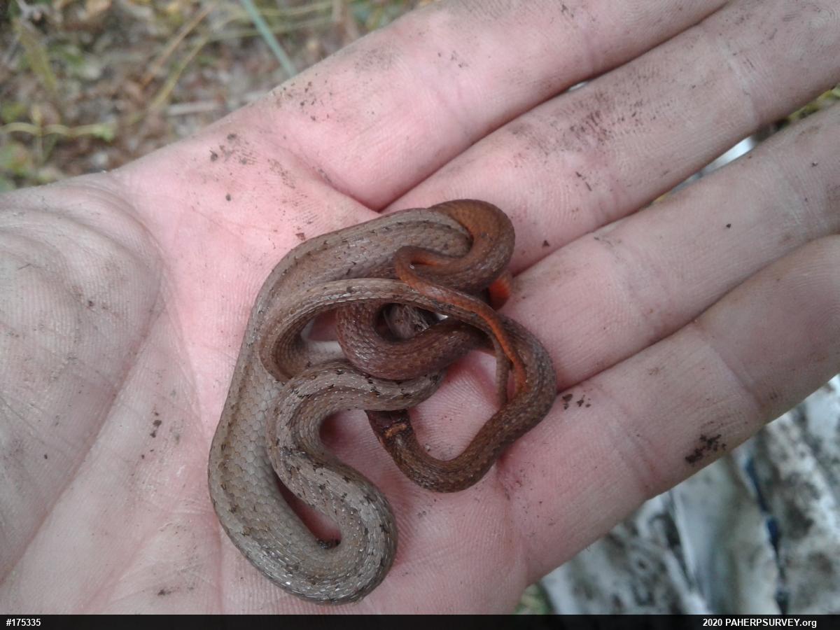Red-bellied Snake