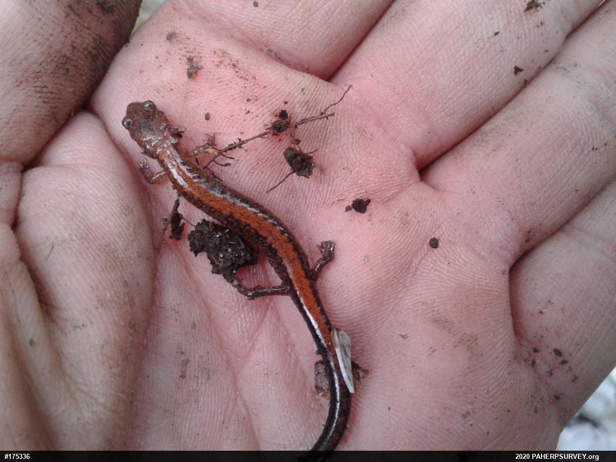 Eastern Red-backed  Salamander