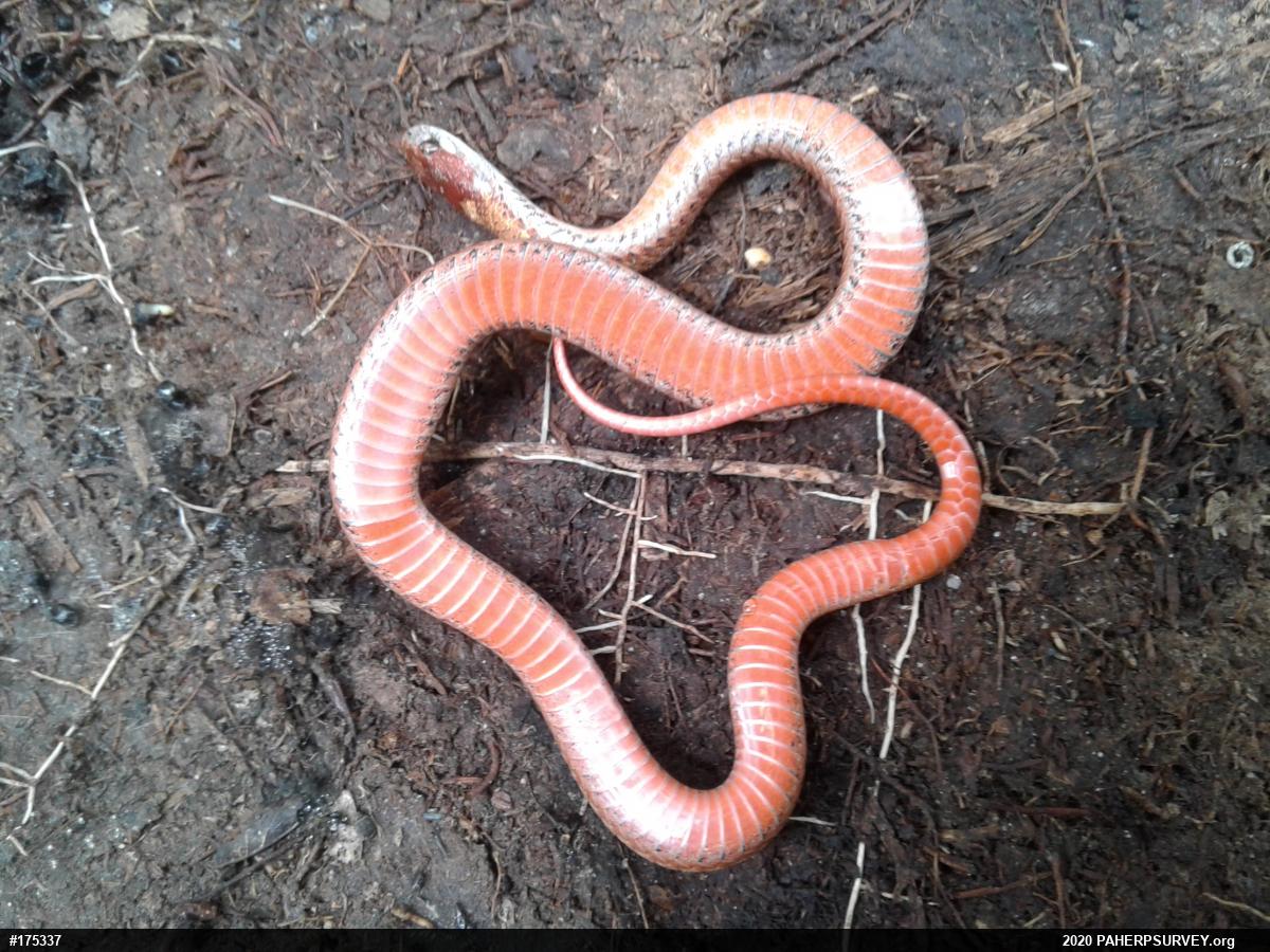 Red-bellied Snake