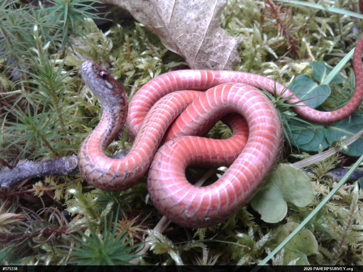 Red-bellied Snake