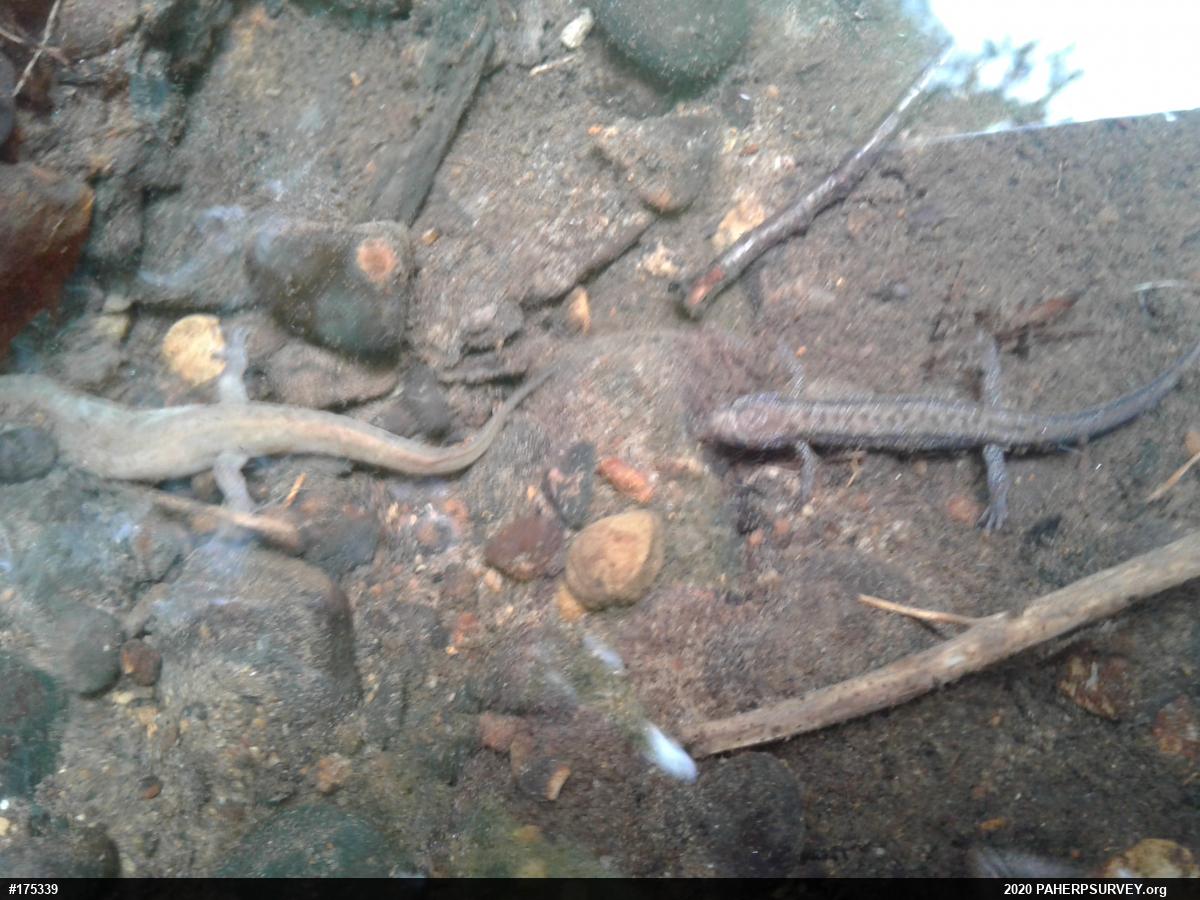 Allegheny Mountain Dusky Salamander
