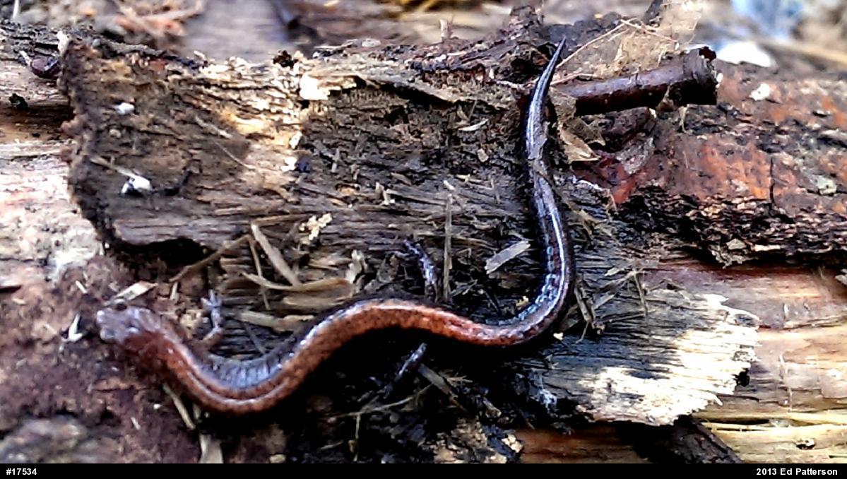 Eastern Red-backed  Salamander
