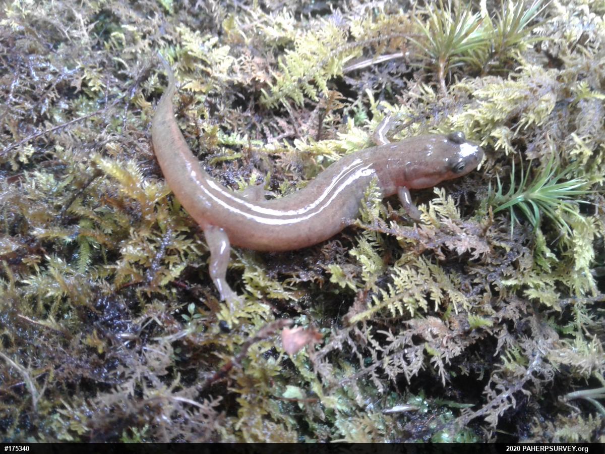 Northern Dusky Salamander