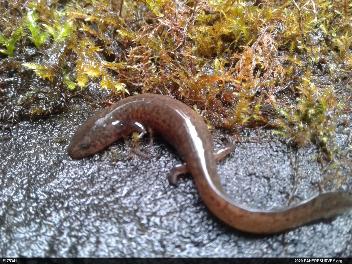 Northern Red Salamander