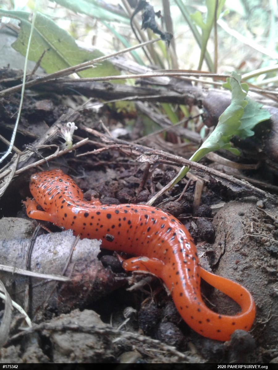 Northern Red Salamander