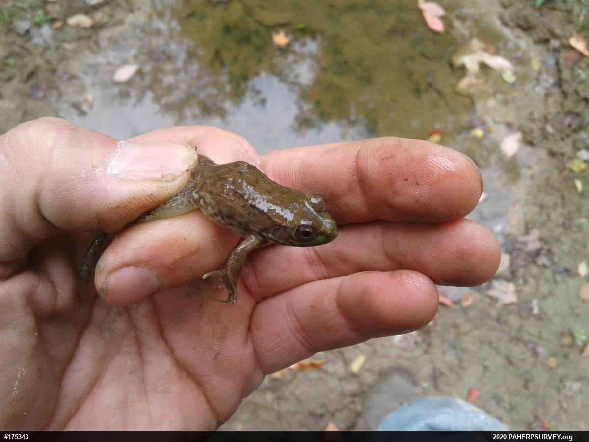 Green Frog
