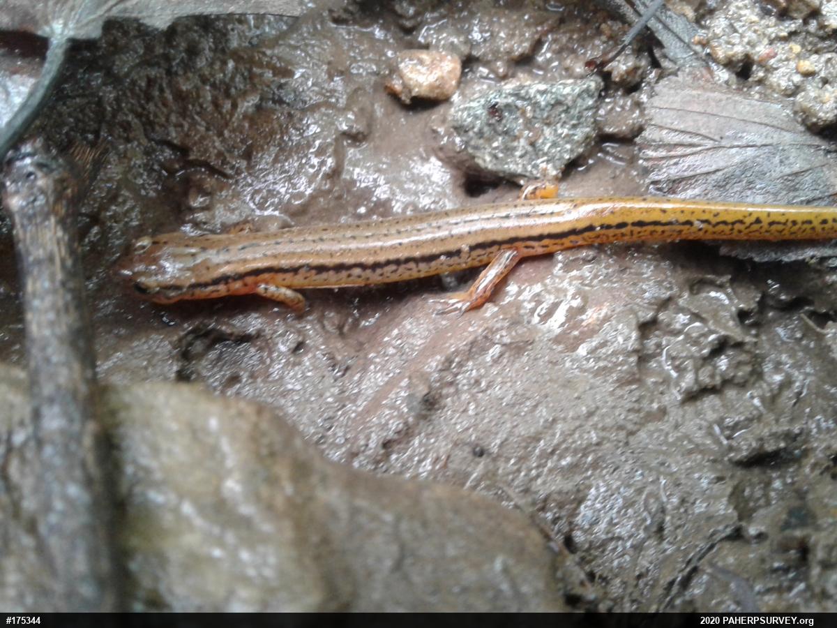 Northern Two-lined Salamander