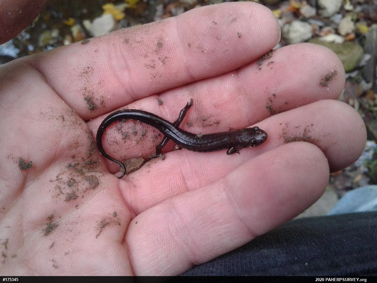 Allegheny Mountain Dusky Salamander