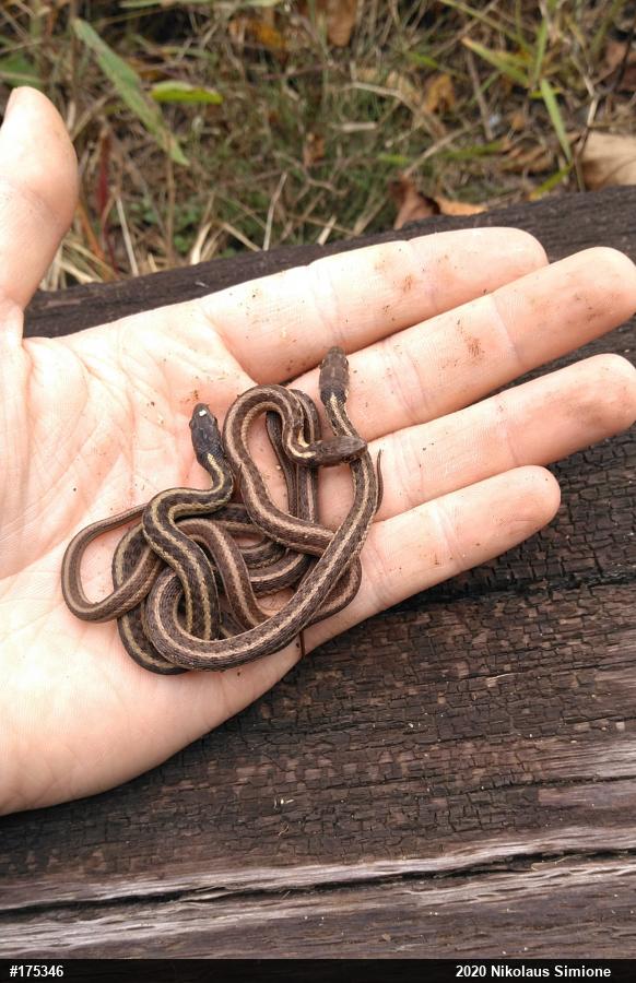 Eastern Gartersnake