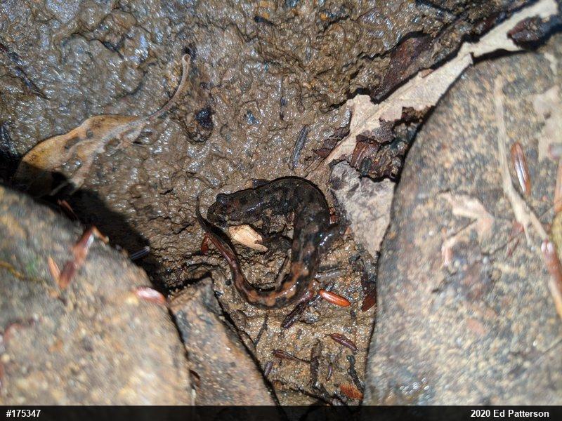 Seal Salamander