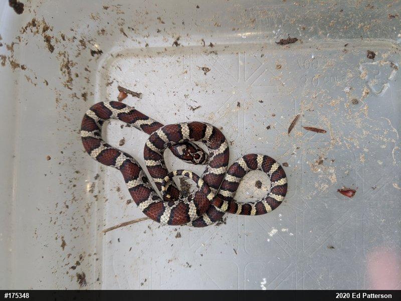Eastern Milksnake