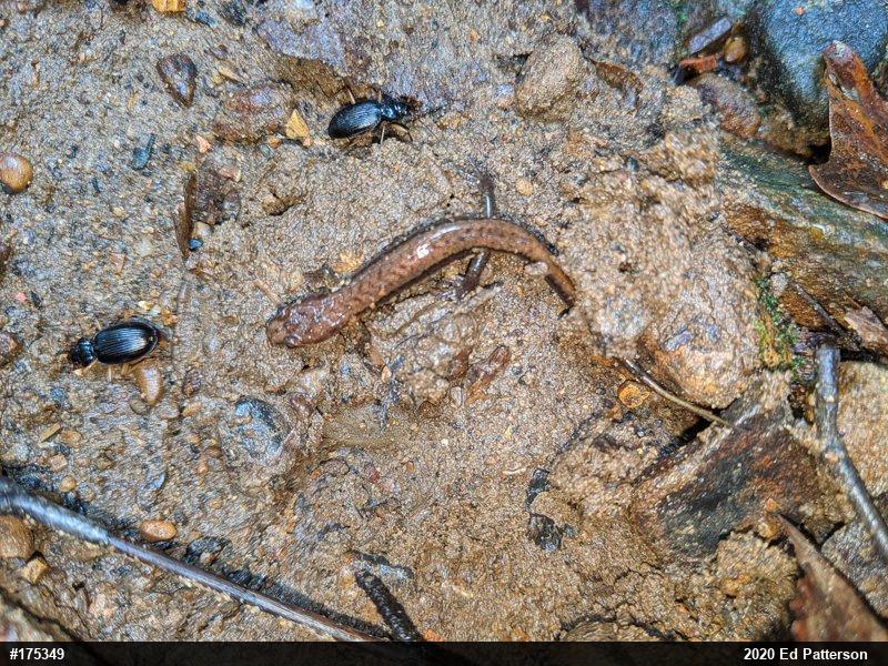 Allegheny Mountain Dusky Salamander