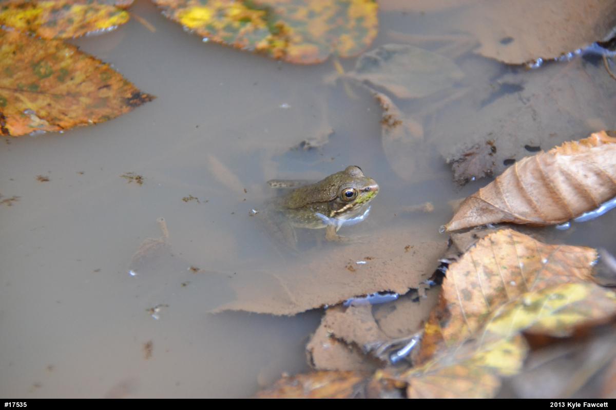 Green Frog