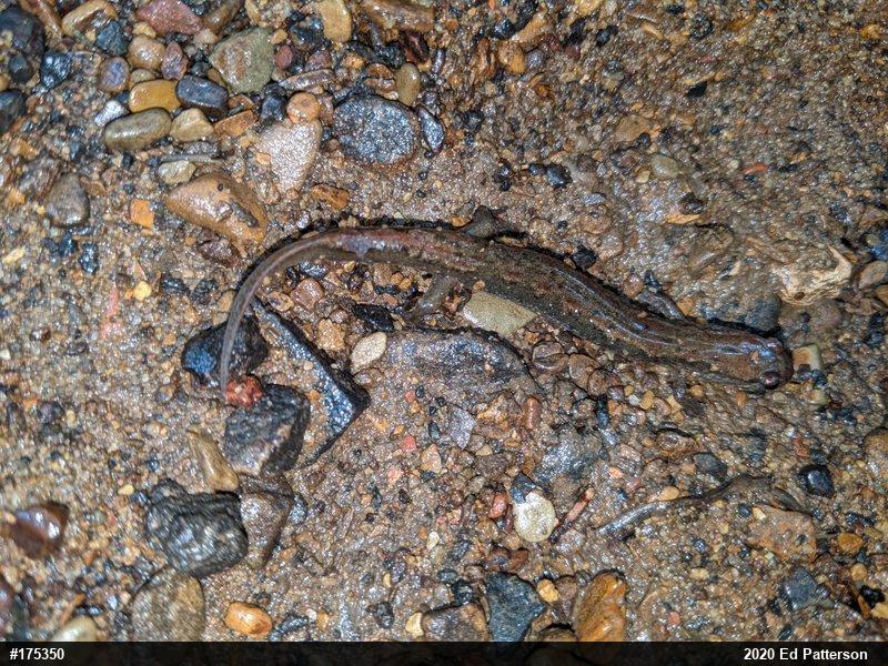 Northern Dusky Salamander