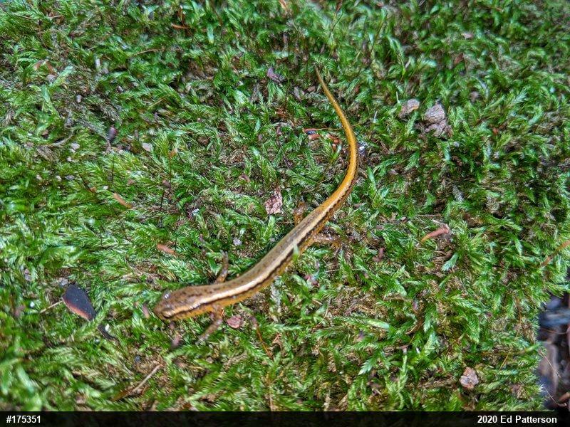 Northern Two-lined Salamander