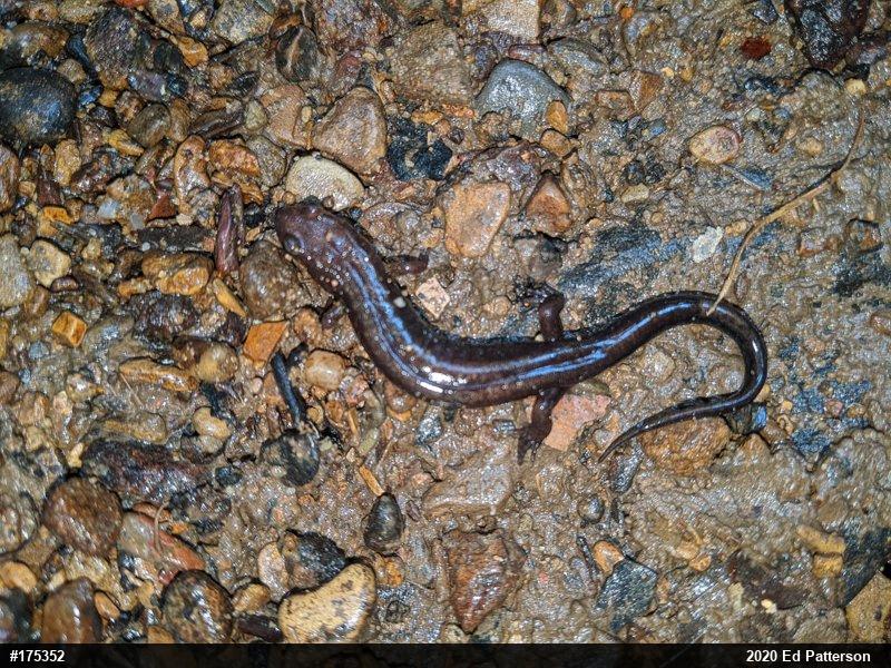 Allegheny Mountain Dusky Salamander