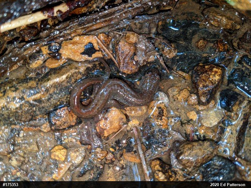 Northern Dusky Salamander