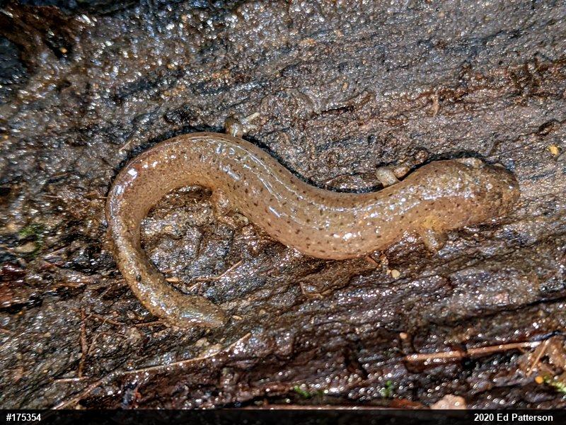 Northern Red Salamander