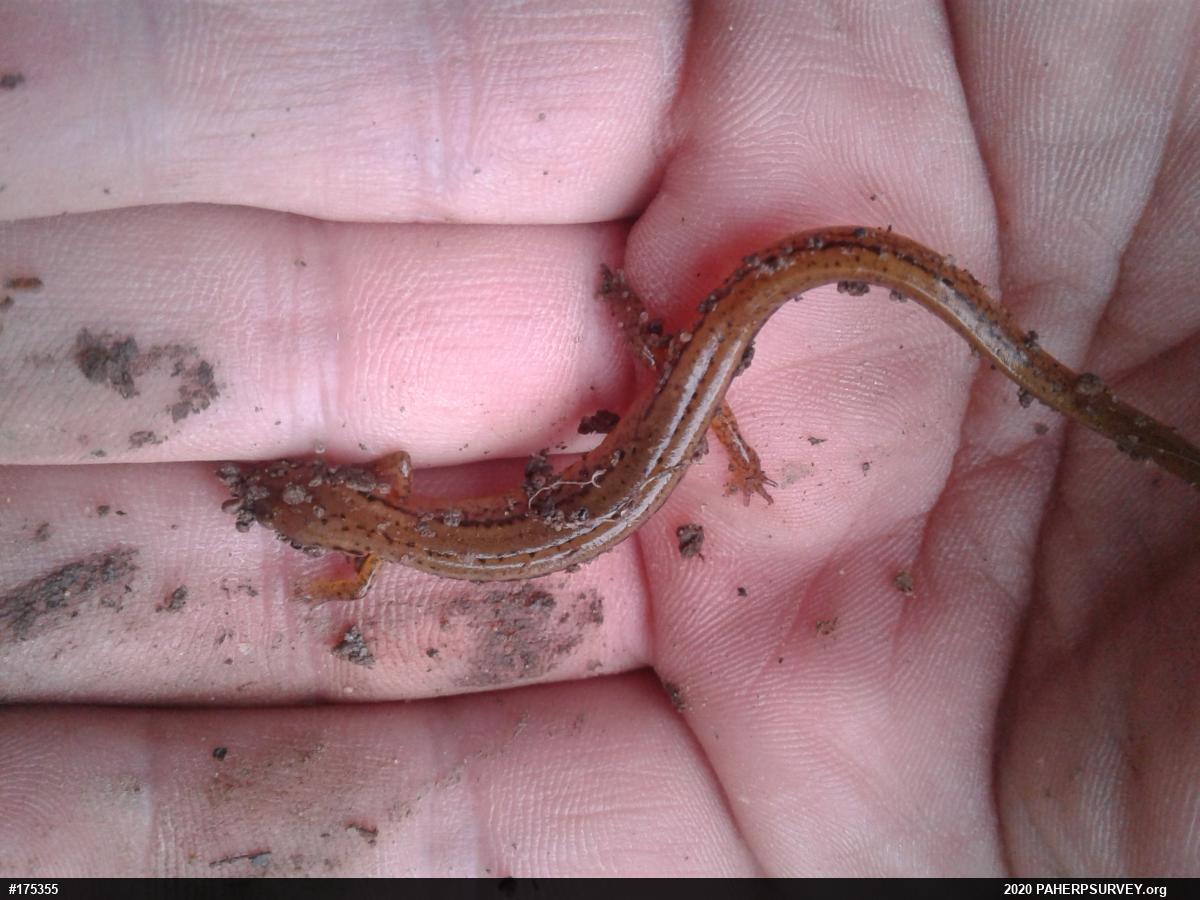 Northern Two-lined Salamander
