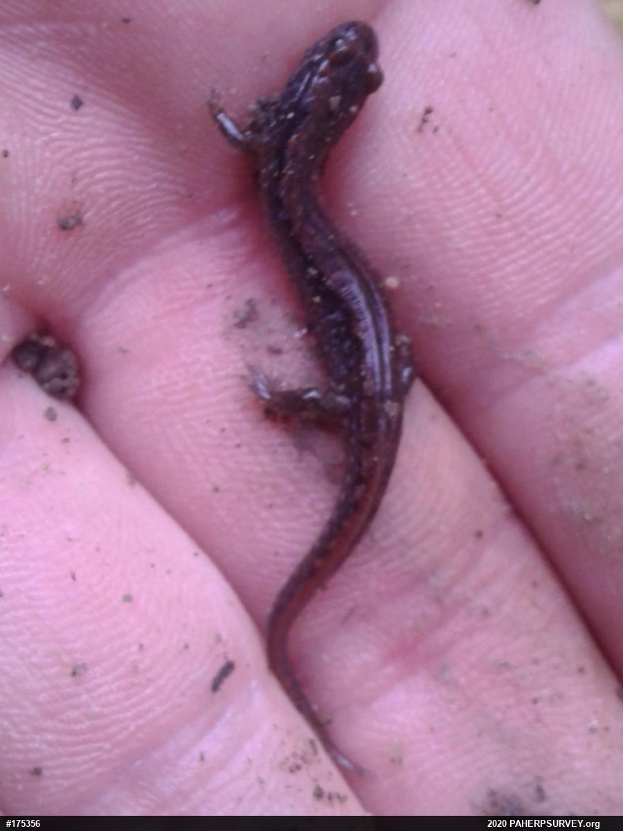 Northern Dusky Salamander