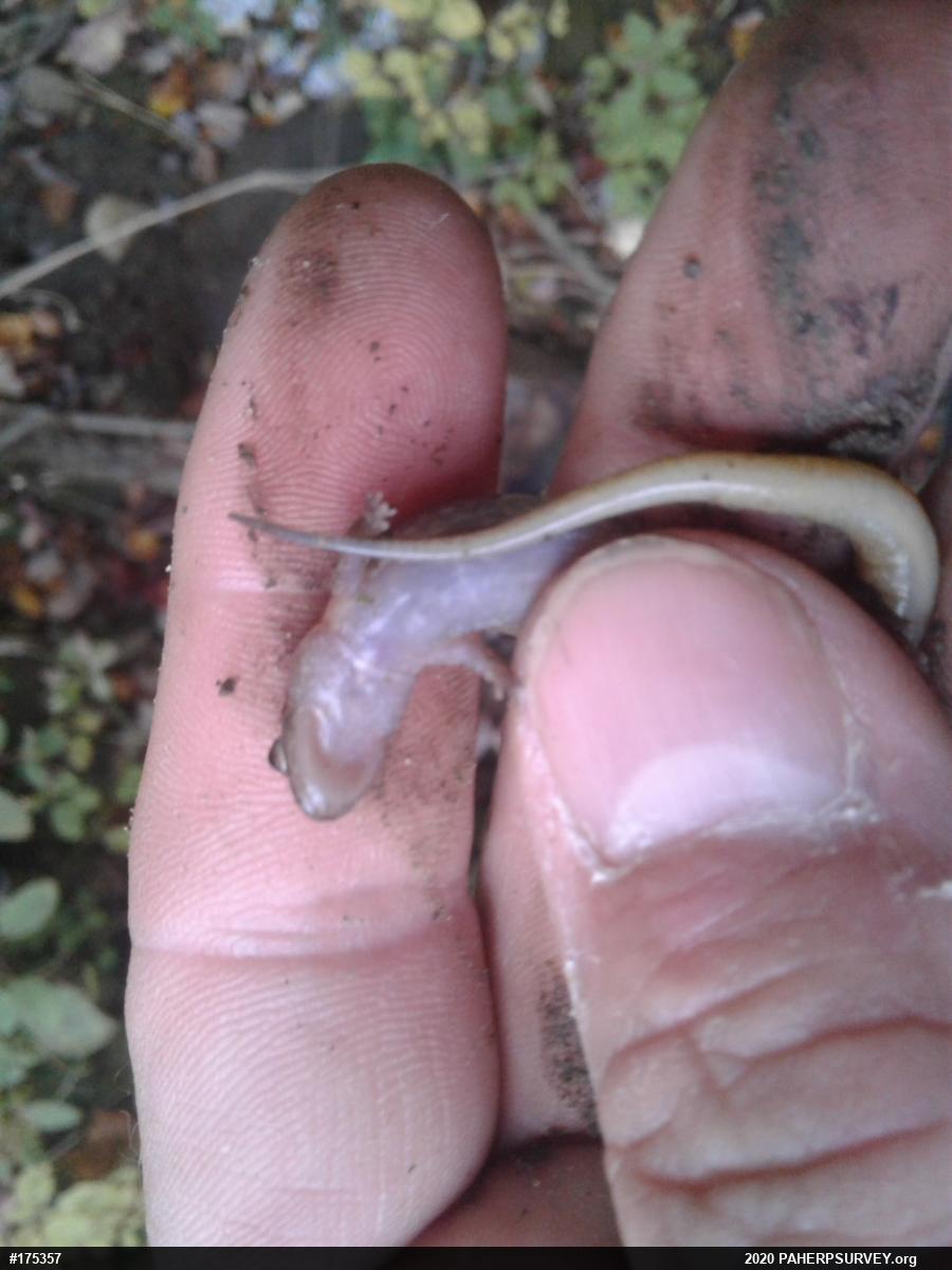 Northern Dusky Salamander
