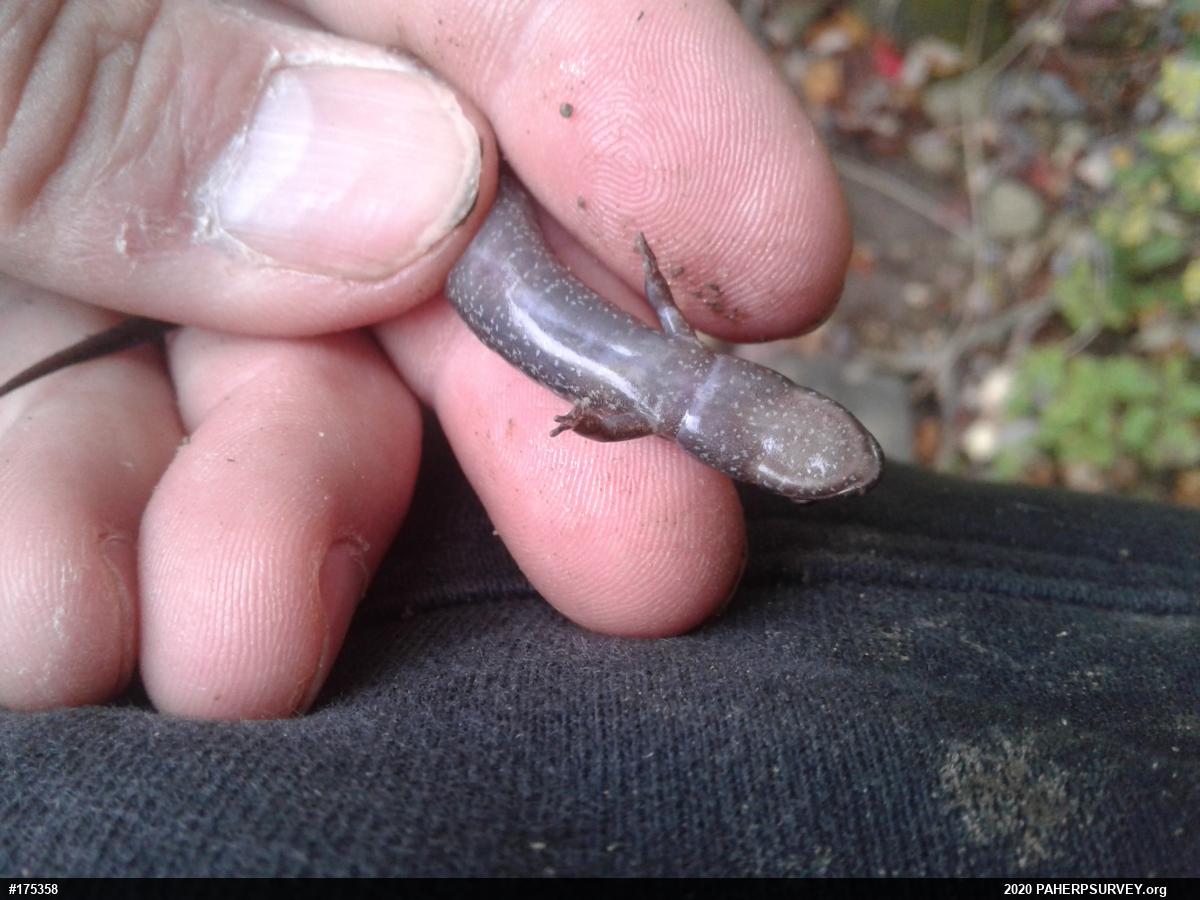 Allegheny Mountain Dusky Salamander